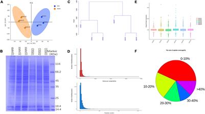 The Integration of Metabolomic and Proteomic Analyses Revealed Alterations in Inflammatory-Related Protein Metabolites in Endothelial Progenitor Cells Subjected to Oscillatory Shear Stress